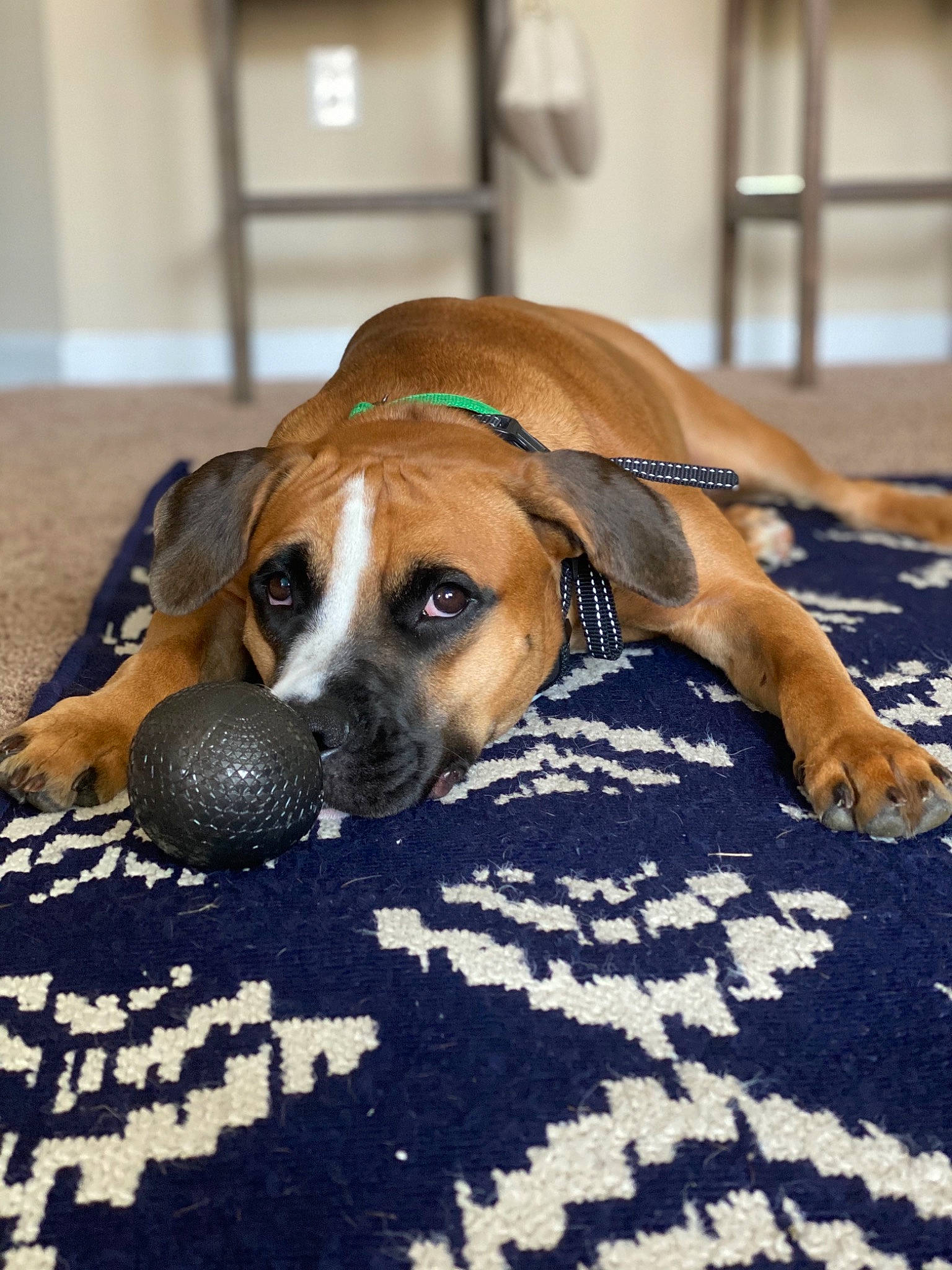 Cooper is registered to the contest to win money with this photo: ball, black_mouth_cur, boerboel, boxer, canidae, carnivore, companion_dog, dog, dog_breed, fawn, mammal, puppy, rhodesian_ridgeback, snout