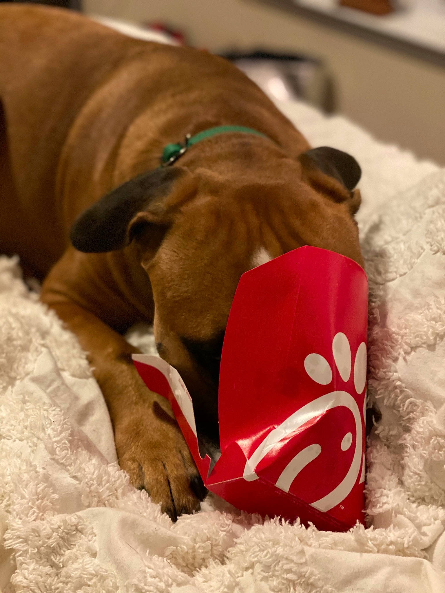 Cooper is registered to the contest to win money with this photo: canidae, carnivore, companion_dog, dog, dog_breed, dog_toy, fawn, puppy, snout, sporting_group