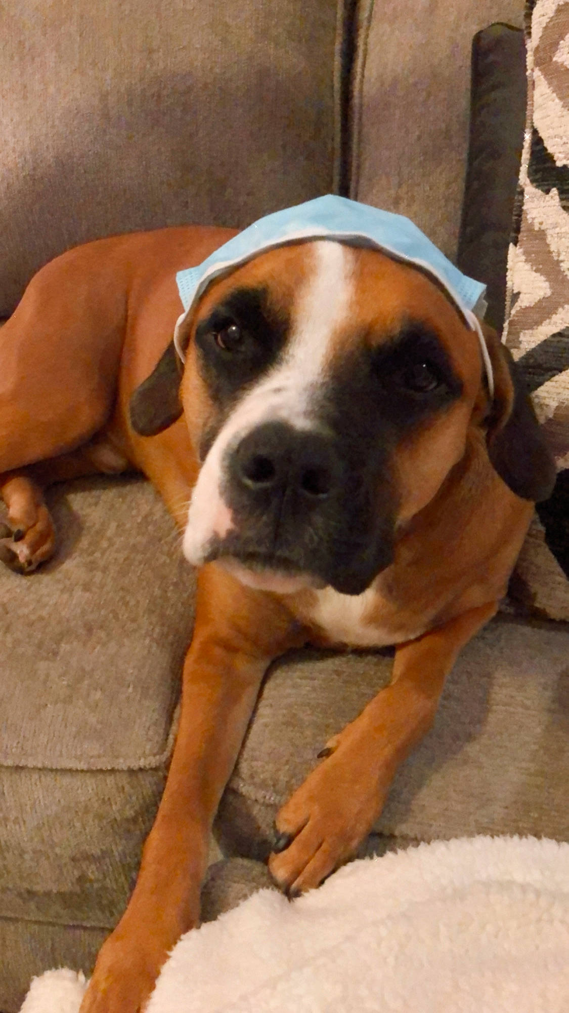 Cooper joined the competition — help win amazing prizes! american_pit_bull_terrier, american_staffordshire_terrier, black_mouth_cur, boxer, bulldog, canidae, carnivore, companion_dog, dog, dog_breed, fawn, mammal, non_sporting_group, nose, rare_breed_dog, snout, sporting_group, staffordshire_bull_terrier, valley_bulldog, vertebrate