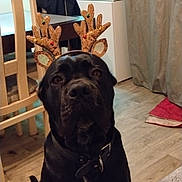 Zeus a rejoint le concours — aidez-le/la à gagner de superbes lots ! animal, aquarium, black_dog, chair, collar, curtains, cute, decoration, dog, floor, holiday, home, indoor, large_dog, looking, pet, reindeer_antlers, sitting, table, wooden_floor