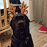 animal, aquarium, black_dog, chair, collar, curtains, cute, decoration, dog, floor, holiday, home, indoor, large_dog, looking, pet, reindeer_antlers, sitting, table, wooden_floor