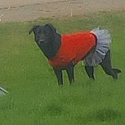 Moolah is registered to the contest to win money with this photo: dog, black_dog, grass, outdoor, clothing, red_sweater, tutu, costume, pet, animal, standing, green_grass, park, furry, cute, funny, apparel, daytime, canine, nature