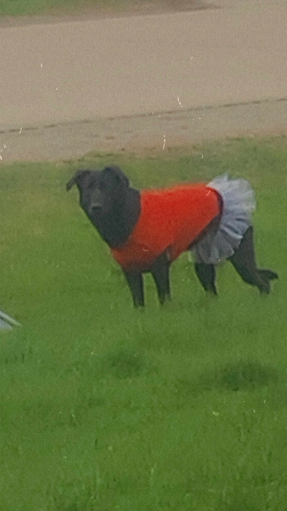 Moolah is registered to the contest to win money with this photo: dog, black_dog, grass, outdoor, clothing, red_sweater, tutu, costume, pet, animal, standing, green_grass, park, furry, cute, funny, apparel, daytime, canine, nature
