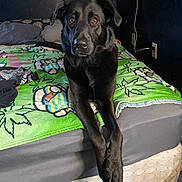 Moolah joined the competition — help win amazing prizes! animal, bed, black_dog, blanket, brown_eyes, cartoon_pattern, dog, ears, fur, green_blanket, indoor, looking_at_camera, lying_down, mammal, nose, paws, pet, quiet, relaxed, room