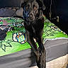 animal, bed, black_dog, blanket, brown_eyes, cartoon_pattern, dog, ears, fur, green_blanket, indoor, looking_at_camera, lying_down, mammal, nose, paws, pet, quiet, relaxed, room