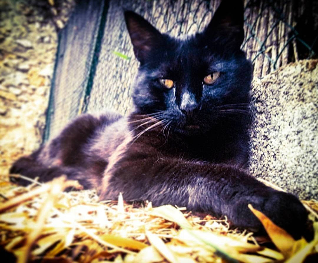 Zlatan participe au concours pour gagner de l'argent avec cette photo : asian, black_and_white, black_cat, bombay, carnivore, cat, domestic_short_haired_cat, european_shorthair, eye, felidae, fur, grass, kitten, mammal, polydactyl_cat, sky, small_to_medium_sized_cats, snout, whiskers