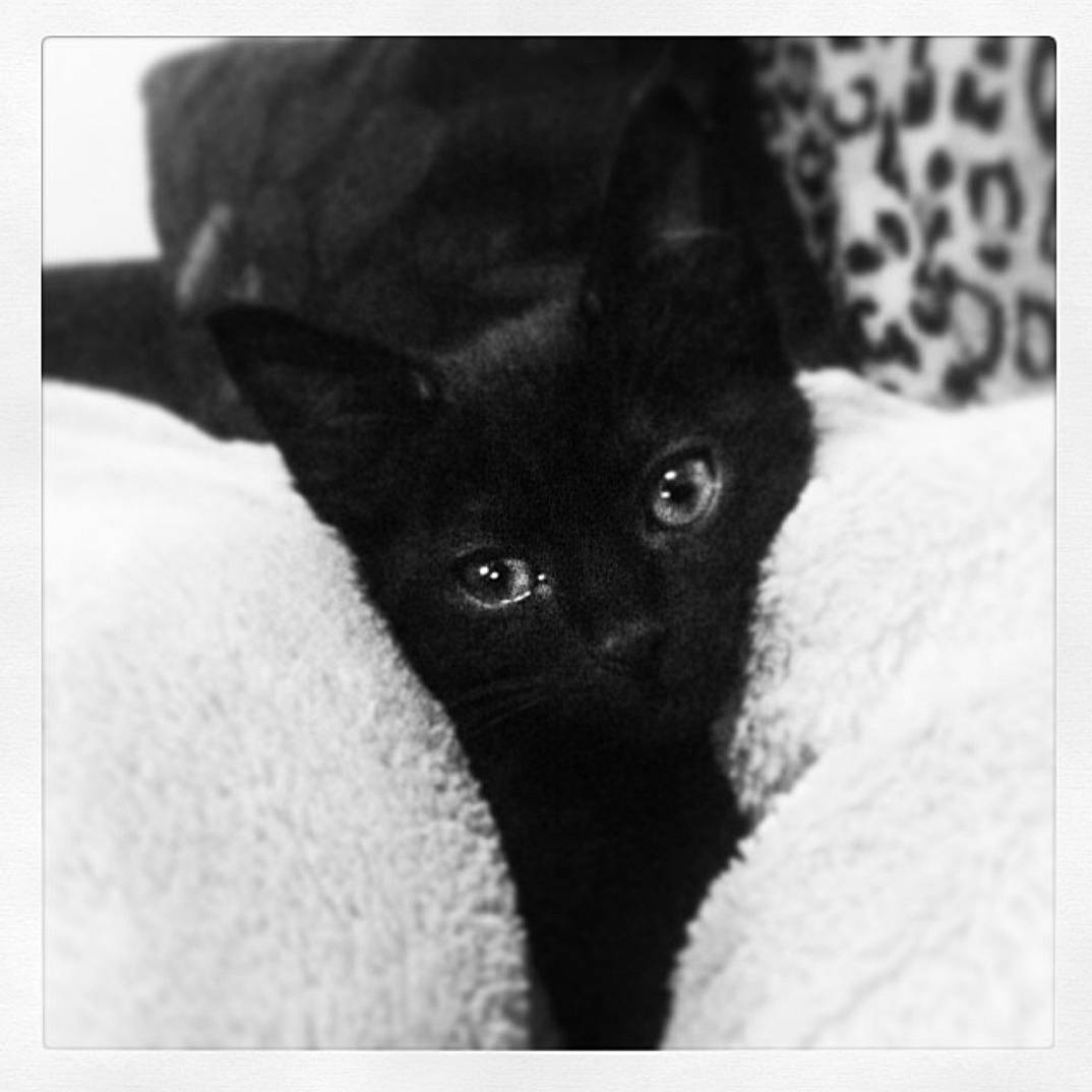 Zlatan participe au concours pour gagner de l'argent avec cette photo : black, black_and_white, black_cat, canidae, carnivore, cat, cornish_rex, devon_rex, ear, eye, felidae, fur, kitten, mammal, photography, small_to_medium_sized_cats, snapshot, snout, style, whiskers