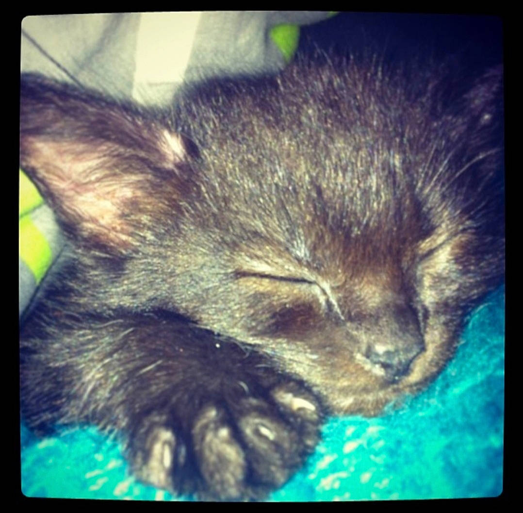 Zlatan a rejoint le concours — aidez-le/la à gagner de superbes lots ! carnivore, cat, ear, eye, felidae, fur, kitten, nose, organism, photo_caption, sky, small_to_medium_sized_cats, snout, square, whiskers