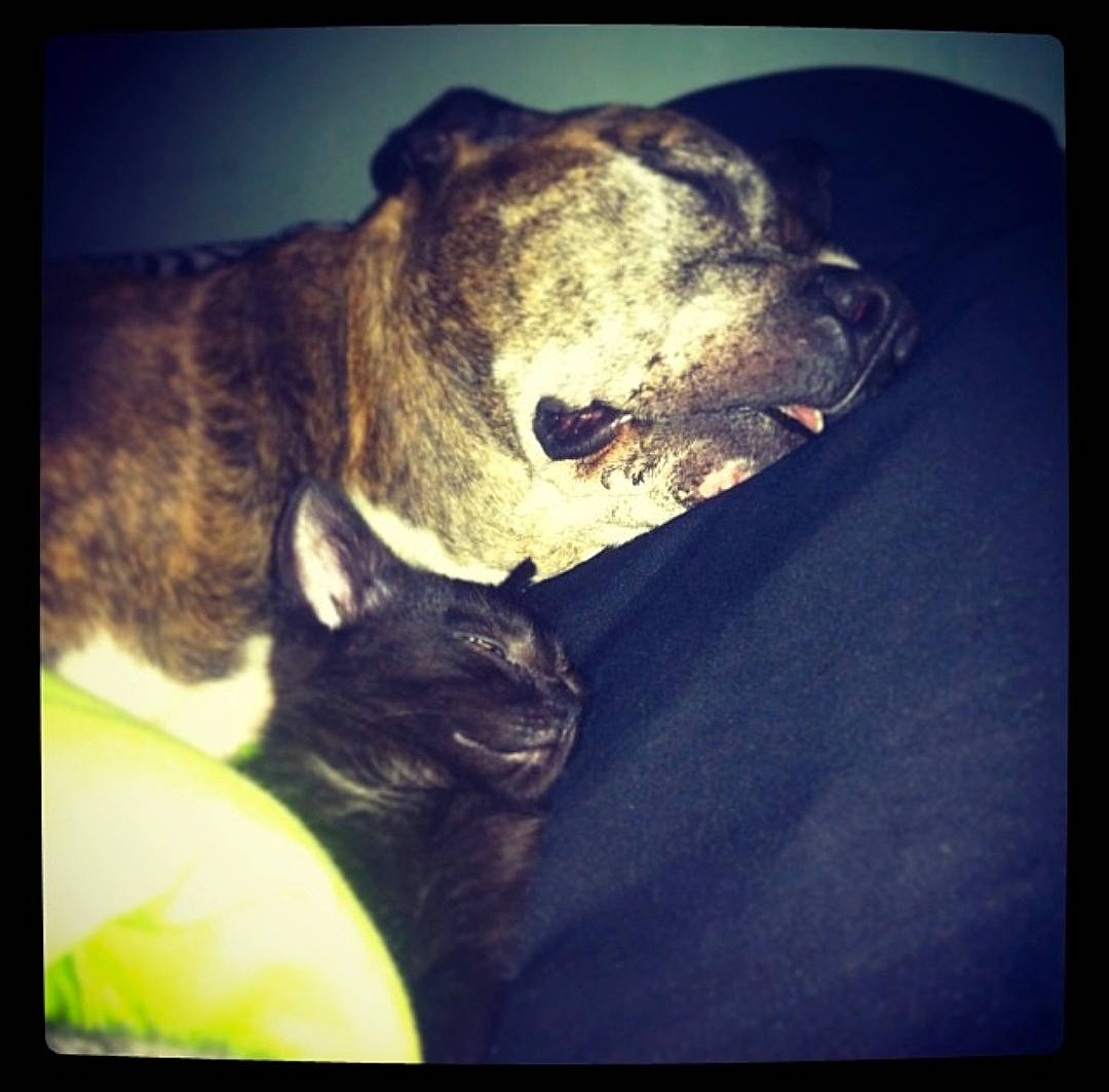 Zlatan a rejoint le concours — aidez-le/la à gagner de superbes lots ! boston_terrier, canidae, carnivore, cloud, dog, french_bulldog, jaw, meteorological_phenomenon, night, non_sporting_group, puppy, sky, snout, square, whiskers