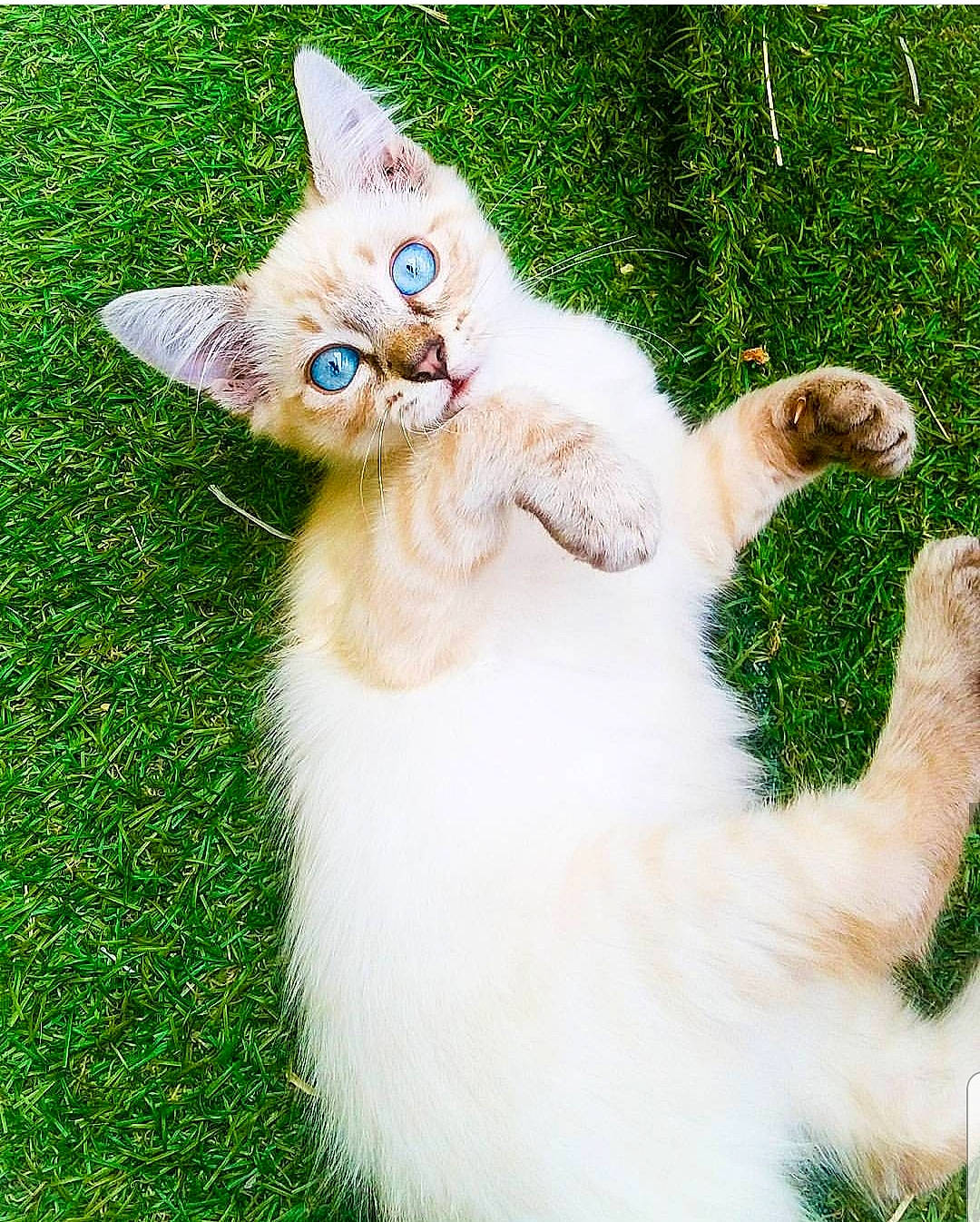 Zina a rejoint le concours — aidez-le/la à gagner de superbes lots ! aegean_cat, asian, carnivore, cat, eye, fawn, felidae, fur, grass, kitten, mammal, polydactyl_cat, ragdoll, small_to_medium_sized_cats, tail, turkish_angora, turkish_van, vertebrate, whiskers