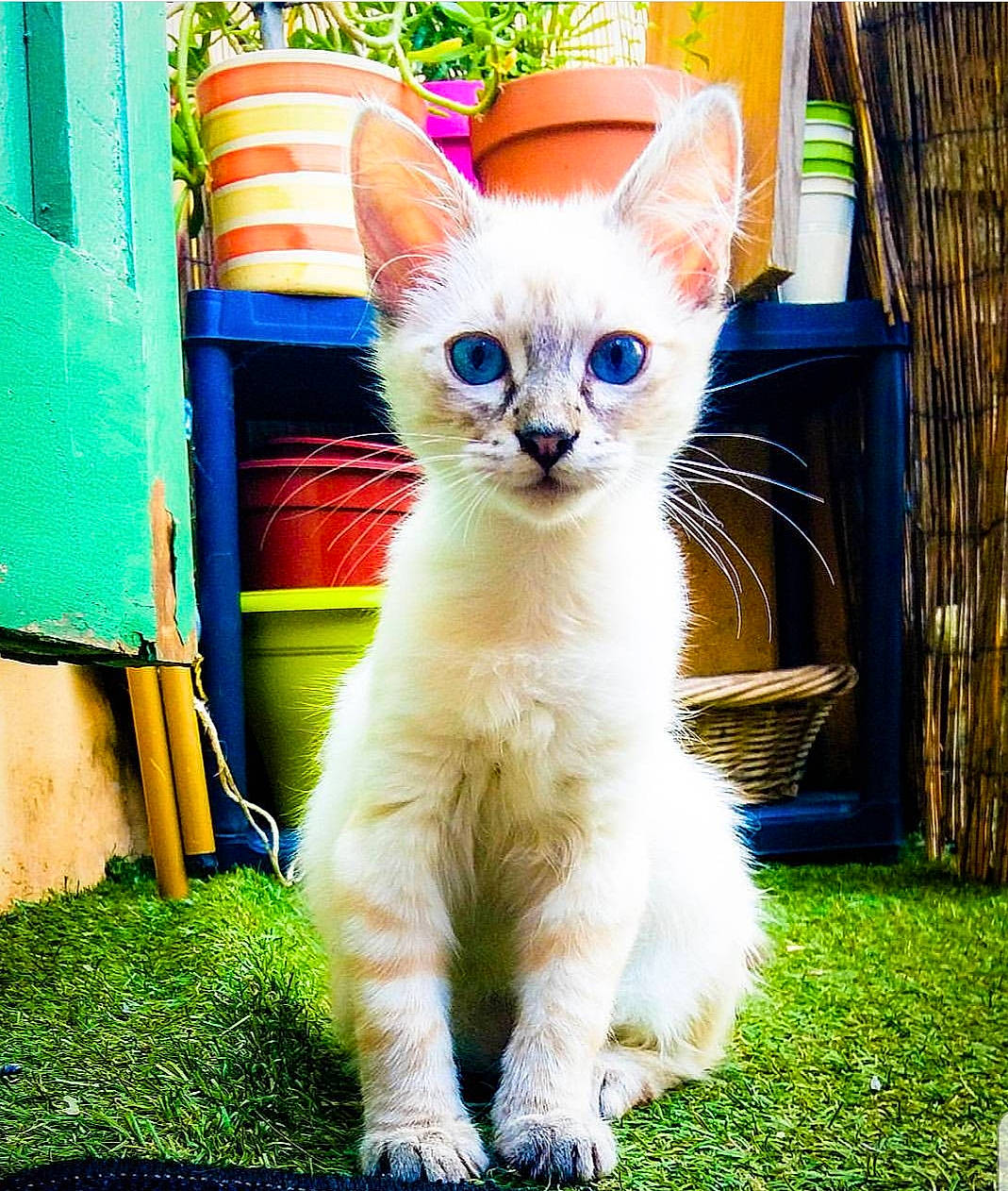 Zina a rejoint le concours — aidez-le/la à gagner de superbes lots ! asian, carnivore, cat, fawn, felidae, kitten, mammal, small_to_medium_sized_cats, thai, vertebrate, whiskers