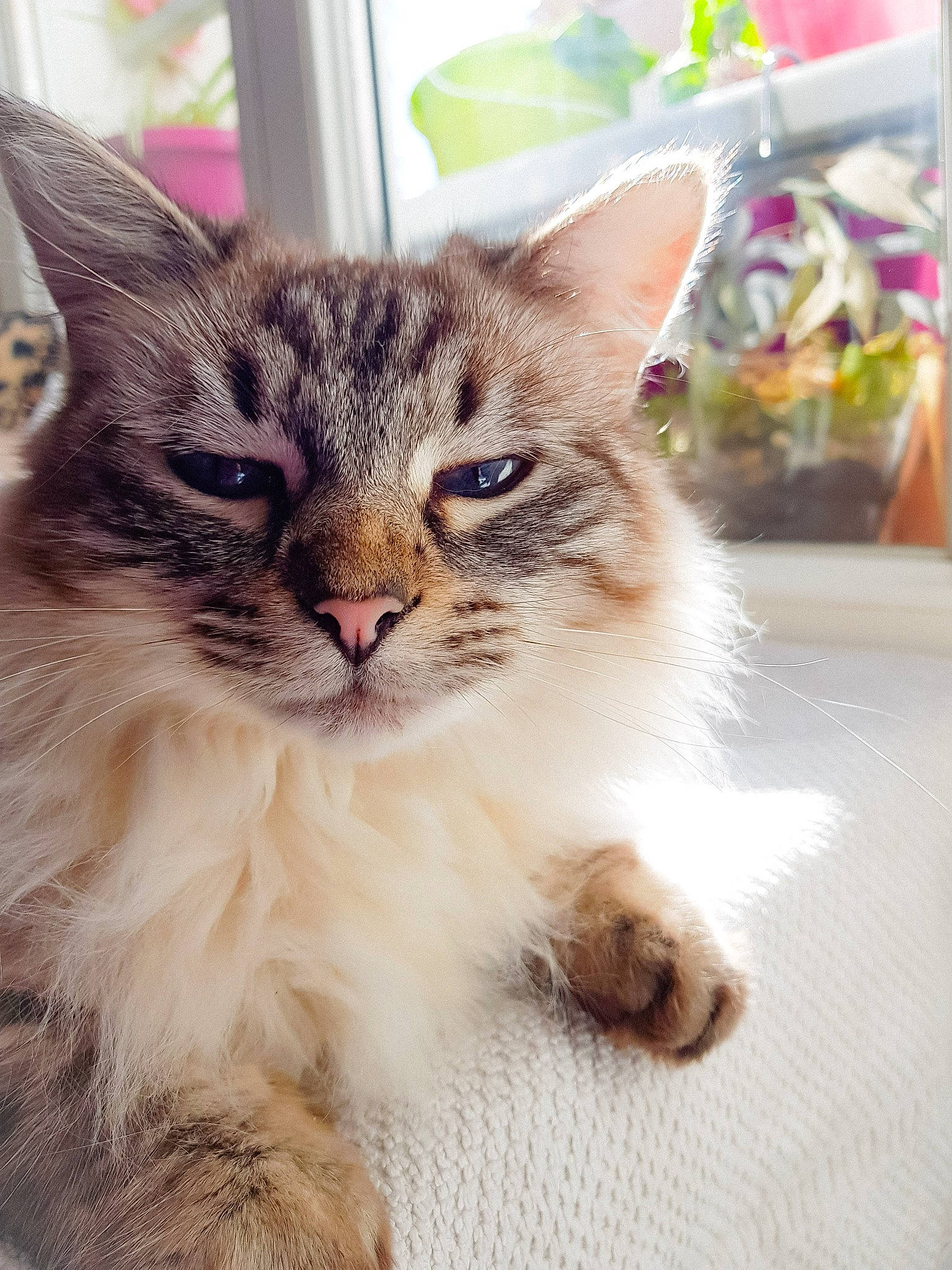 Zina participe au concours pour gagner de l'argent avec cette photo : aegean_cat, asian, asian_semi_longhair, carnivore, cat, domestic_long_haired_cat, domestic_short_haired_cat, european_shorthair, fawn, felidae, kitten, maine_coon, mammal, norwegian_forest_cat, ragamuffin, siberian, small_to_medium_sized_cats, tabby_cat, vertebrate, whiskers