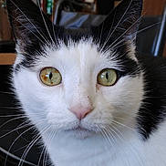 Otto is registered to the contest to win money with this photo: cat, black_and_white, close_up, portrait, green_eyes, golden_eyes, whiskers, ears, fur, pink_nose, indoor, pet, animal, staring, alert, symmetrical, face, head, domestic_cat, photography