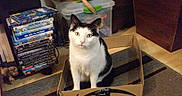 Otto joined the competition — help win amazing prizes! cat, black_and_white, pet, animal, sitting, cardboard_box, amazon_box, indoors, living_room, dvd_stack, movies, bookshelf, carpet, furniture, storage_bin, basket, portrait, staring, whiskers, cute