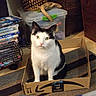 cat, black_and_white, pet, animal, sitting, cardboard_box, amazon_box, indoors, living_room, dvd_stack, movies, bookshelf, carpet, furniture, storage_bin, basket, portrait, staring, whiskers, cute