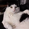 Otto joined the competition — help win amazing prizes! cat, black_and_white, tuxedo_cat, pet, animal, feline, close_up, portrait, face, eyes, whiskers, pink_nose, fluffy, fur, lying_down, indoors, couch, relaxed, alert, photography