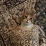 Rosie is registered to the contest to win money with this photo: cat_head, human_body, leopard_print, sweater, patterned_rug, lying_down, animal_human_hybrid, curious_expression, indoor, floor, paws, hands, casual_pose, mixed_species, funny, creative, costume, face_swap, animal, person