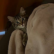 Rosie joined the competition — help win amazing prizes! cat, kitten, tabby, blanket, cozy, indoor, feline, cute, pet, fur, whiskers, ears, curious, resting, soft, comfort, face, animal, home, relaxed