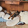 animal, blanket, brown_dog, canine, cozy, dog, floor_tiles, home_interior, indoor, pet, pillow, plush_toy, quiet, relaxation, resting, sleeping, soft_texture, stuffed_animal, teddy_bear, wooden_furniture