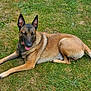 animal, belgian_malinois, canine, close_up, daytime, dog, ears, fur, grass, happy, lying_down, muzzle, nature, outdoor, pet, relaxed, resting, sunlight, tail, tongue