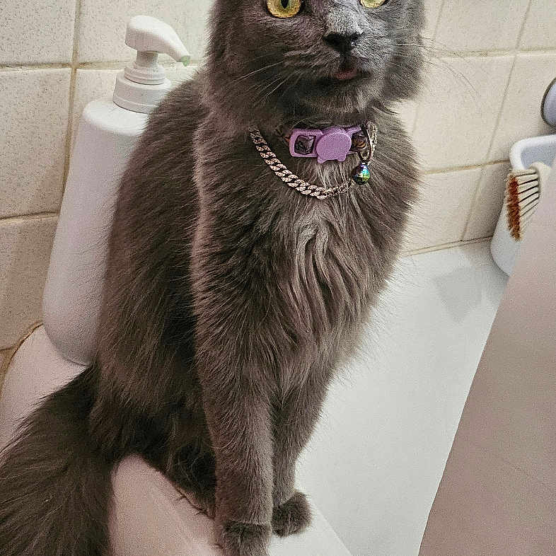 Ruby is registered to the contest to win money with this photo: animal, bathroom, bathtub, cat, collar, curious, cute, domestic_animal, feline, fur, gray_cat, indoor, pet, purple_collar, sitting, soap_dispenser, tail, tile_wall, whiskers, yellow_eyes