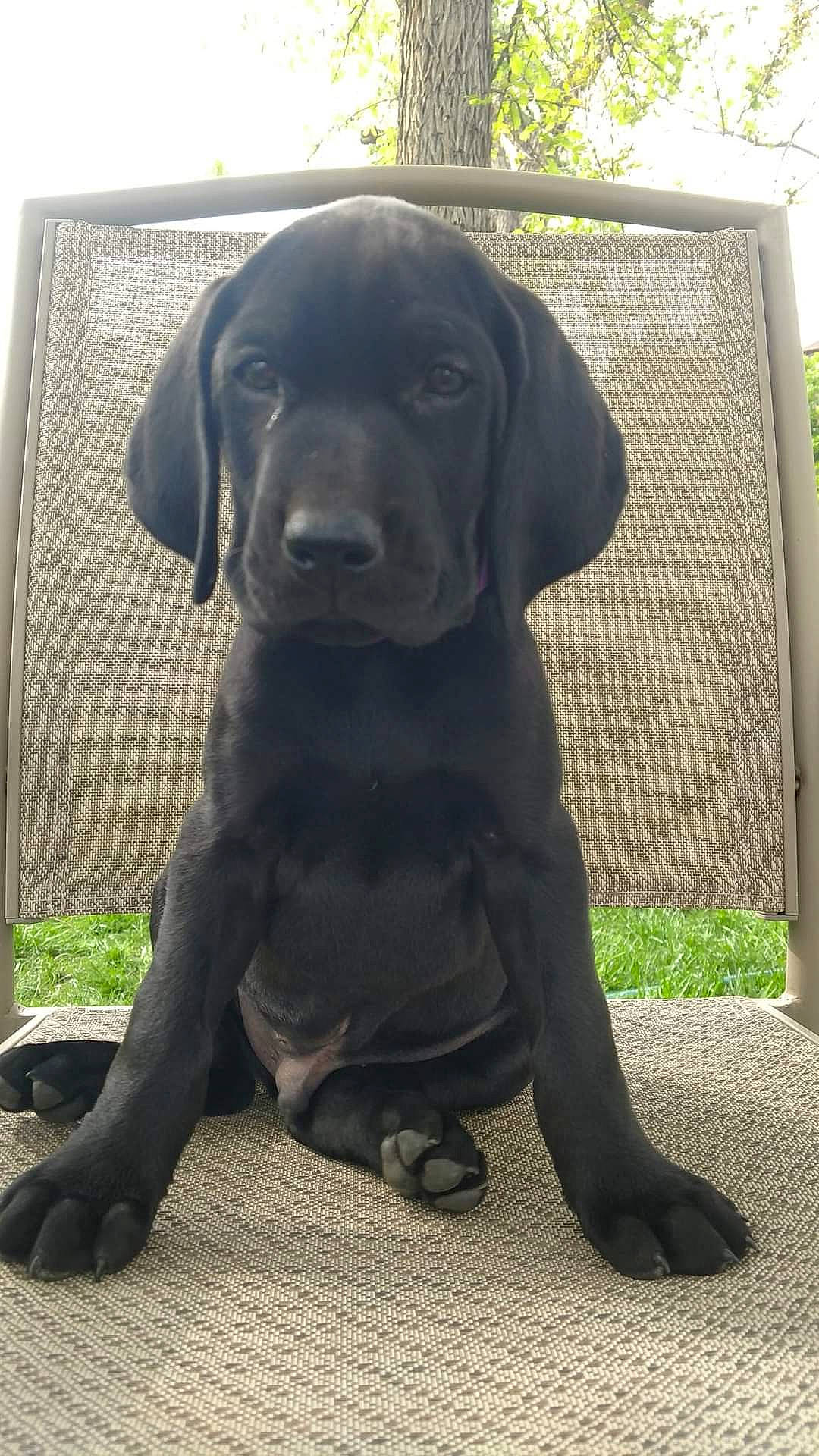 Axel joined the competition — help win amazing prizes! borador, canidae, carnivore, companion_dog, dog, dog_breed, dog_collar, fur, gun_dog, hunting_dog, liver, plant, retriever, snout, sporting_group, terrestrial_animal, whiskers, working_animal, working_dog