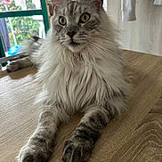 Argot a rejoint le concours — aidez-le/la à gagner de superbes lots ! cat, fluffy, table, indoor, window, fur, relaxed, curious, ears, whiskers, wooden_surface, domestic_animal, pet, home, natural_light, closeup, mammal, animal, grey_fur, long_hair