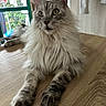 cat, fluffy, table, indoor, window, fur, relaxed, curious, ears, whiskers, wooden_surface, domestic_animal, pet, home, natural_light, closeup, mammal, animal, grey_fur, long_hair