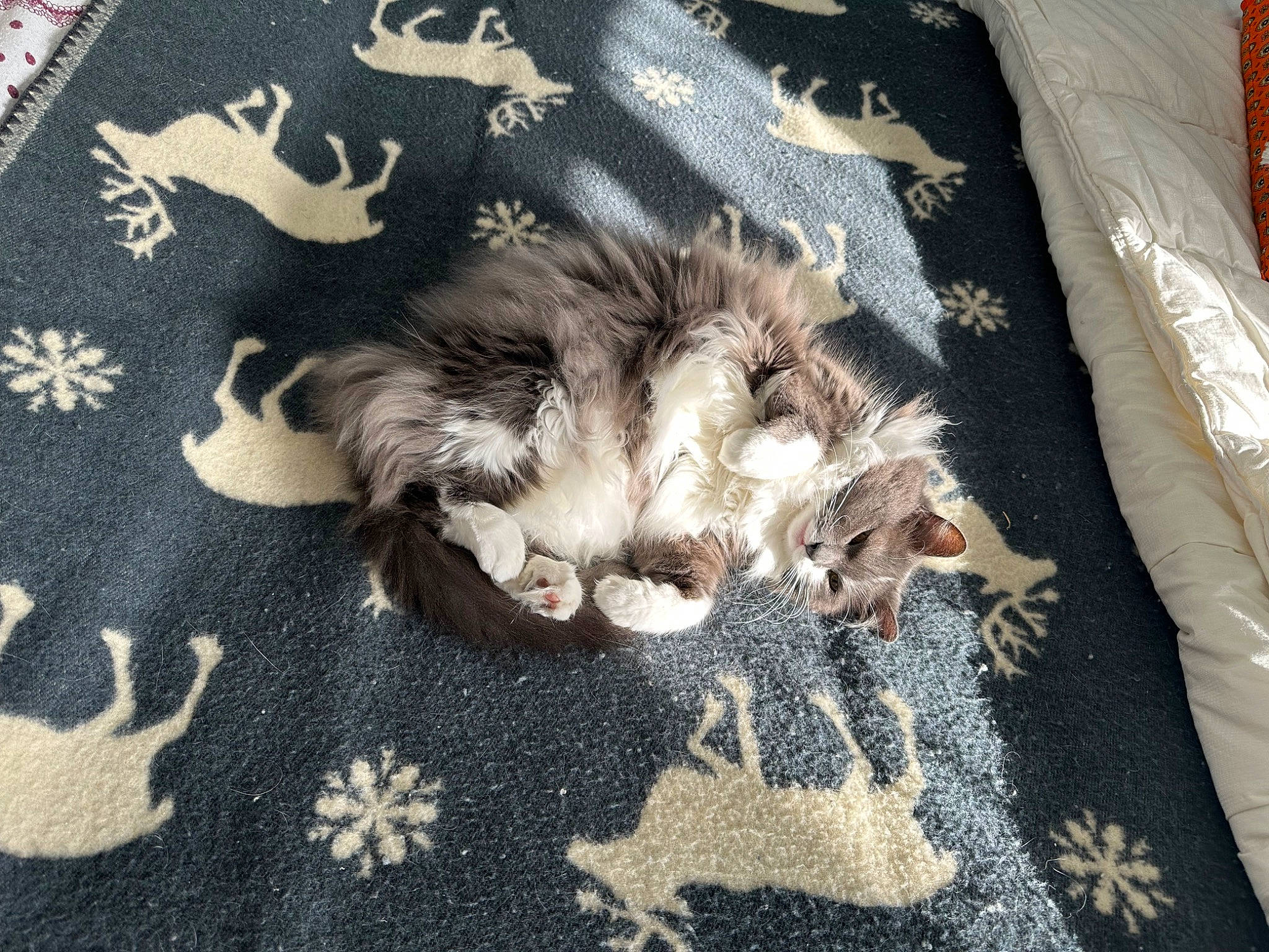 Jaina participe au concours pour gagner de l'argent avec cette photo : brown, carnivore, comfort, companion_dog, dog_breed, felidae, fur, grey, linens, liver, pattern, paw, puppy, sleeve, small_to_medium_sized_cats, sporting_group, tail, textile, toy_dog, whiskers