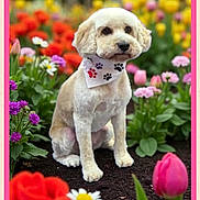 Poppy joined the competition — help win amazing prizes! animal, bandana, close_up, colorful_flowers, cute, daisy, dog, flower_garden, fur, garden_bed, greenery, nature, outdoor, pet, pink_border, portrait, sitting, soft_light, spring, tulip