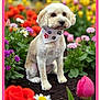 animal, bandana, close_up, colorful_flowers, cute, daisy, dog, flower_garden, fur, garden_bed, greenery, nature, outdoor, pet, pink_border, portrait, sitting, soft_light, spring, tulip
