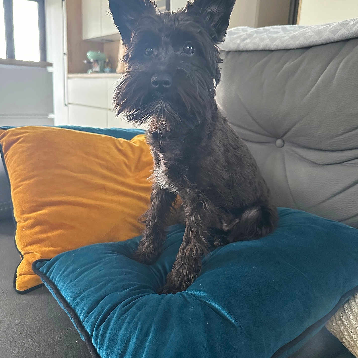 Ava participe au concours pour gagner de l'argent avec cette photo : black_dog, comfort, cozy, cushion, dog, ears, eyes, fur, furniture, home, indoor, kitchen, living_room, modern, nose, pet, pillow, seat, sofa, window