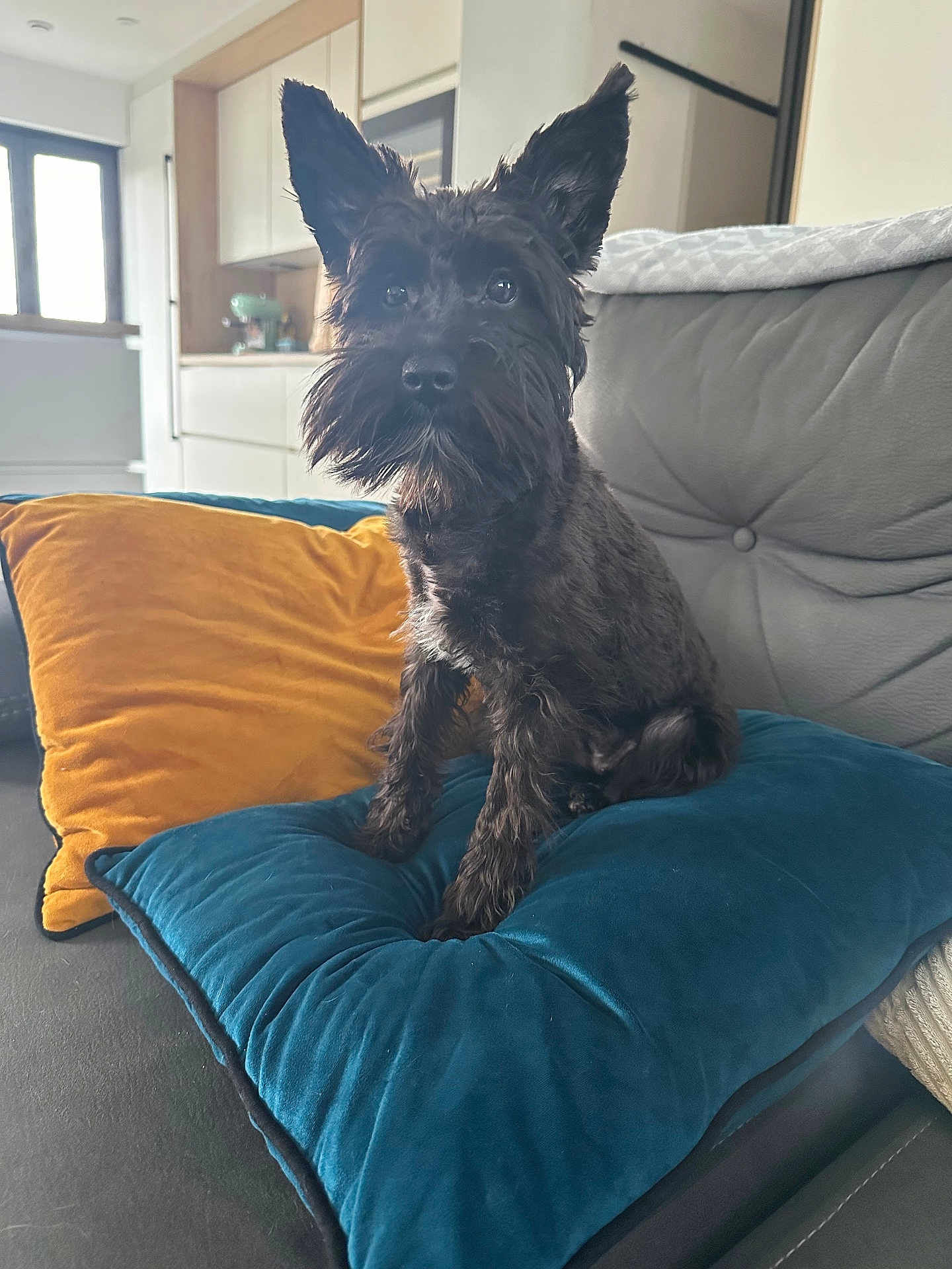 Ava participe au concours pour gagner de l'argent avec cette photo : dog, black_dog, cushion, pillow, sofa, living_room, indoor, pet, ears, fur, nose, eyes, seat, comfort, home, cozy, modern, kitchen, window, furniture