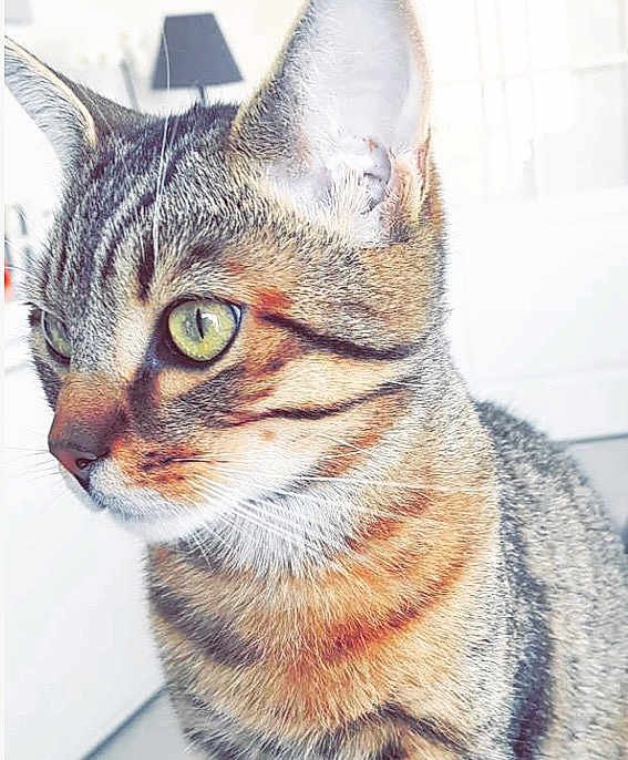 Simba