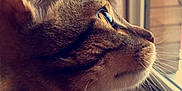 Simba participe au concours pour gagner de l'argent avec cette photo : cat, cat_like_mammal, close_up, ear, eye, fauna, fur, kitten, mammal, nose, organ, small_to_medium_sized_cats, snapshot, snout, sunlight, tabby_cat, whiskers