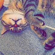 Simba a rejoint le concours — aidez-le/la à gagner de superbes lots ! carnivoran, cat, cat_like_mammal, close_up, kitten, knitting, mammal, nap, organ, pattern, purple, sleep, small_to_medium_sized_cats, textile, thread, vertebrate, violet, whiskers