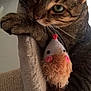 Simba participe au concours pour gagner de l'argent avec cette photo : carnivoran, cat, cat_like_mammal, domestic_short_haired_cat, dragon_li, european_shorthair, fauna, fur, kitten, paw, skin, small_to_medium_sized_cats, snout, tabby_cat, whiskers