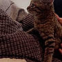 Simba participe au concours pour gagner de l'argent avec cette photo : british_shorthair, california_spangled, carnivoran, cat, cat_like_mammal, domestic_short_haired_cat, dragon_li, european_shorthair, flooring, fur, kitten, small_to_medium_sized_cats, tabby_cat, whiskers