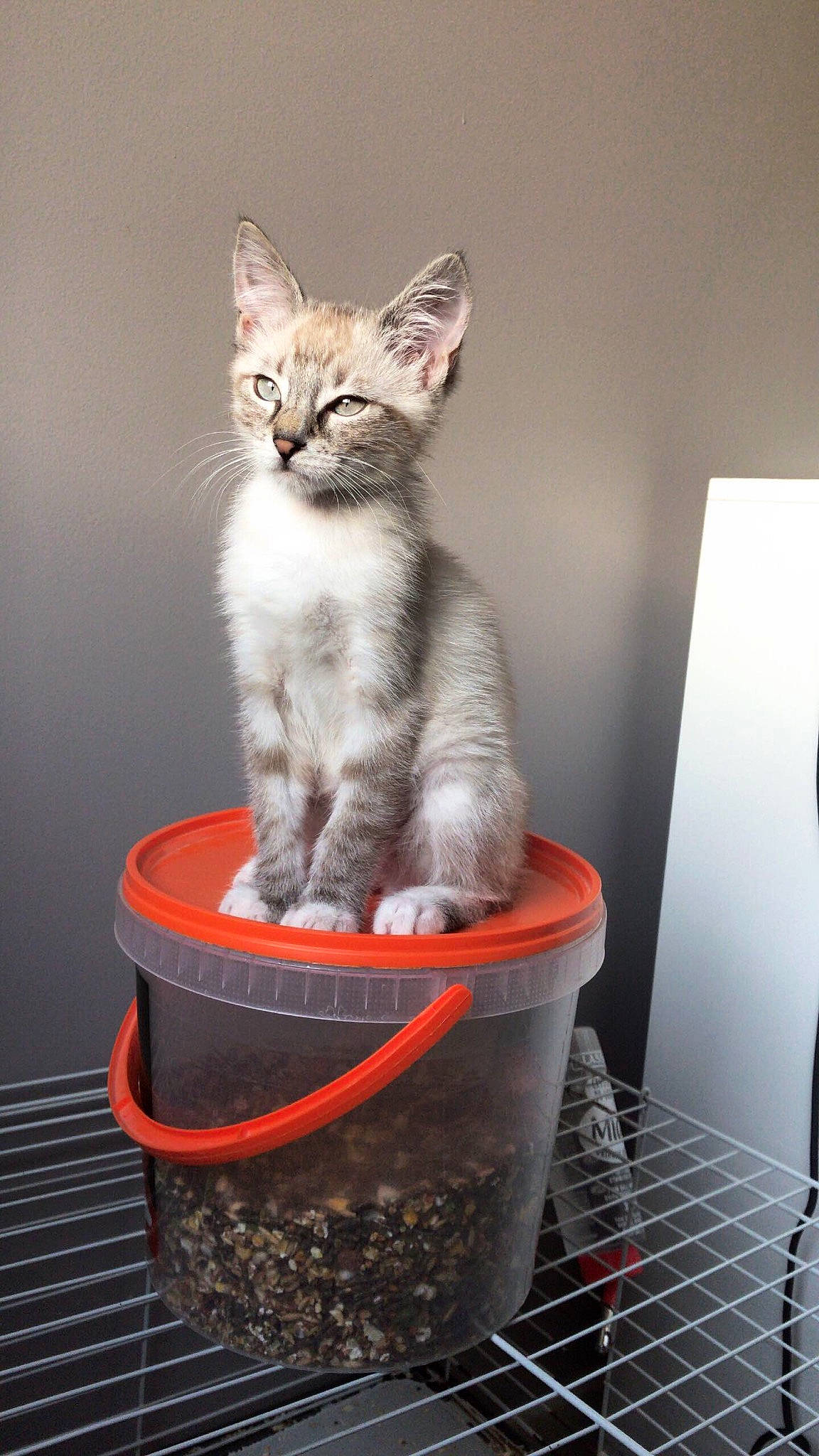 Philou participe au concours pour gagner de l'argent avec cette photo : aegean_cat, asian, carnivore, cat, domestic_short_haired_cat, european_shorthair, felidae, kitten, maine_coon, mammal, polydactyl_cat, siberian, small_to_medium_sized_cats, tabby_cat, whiskers