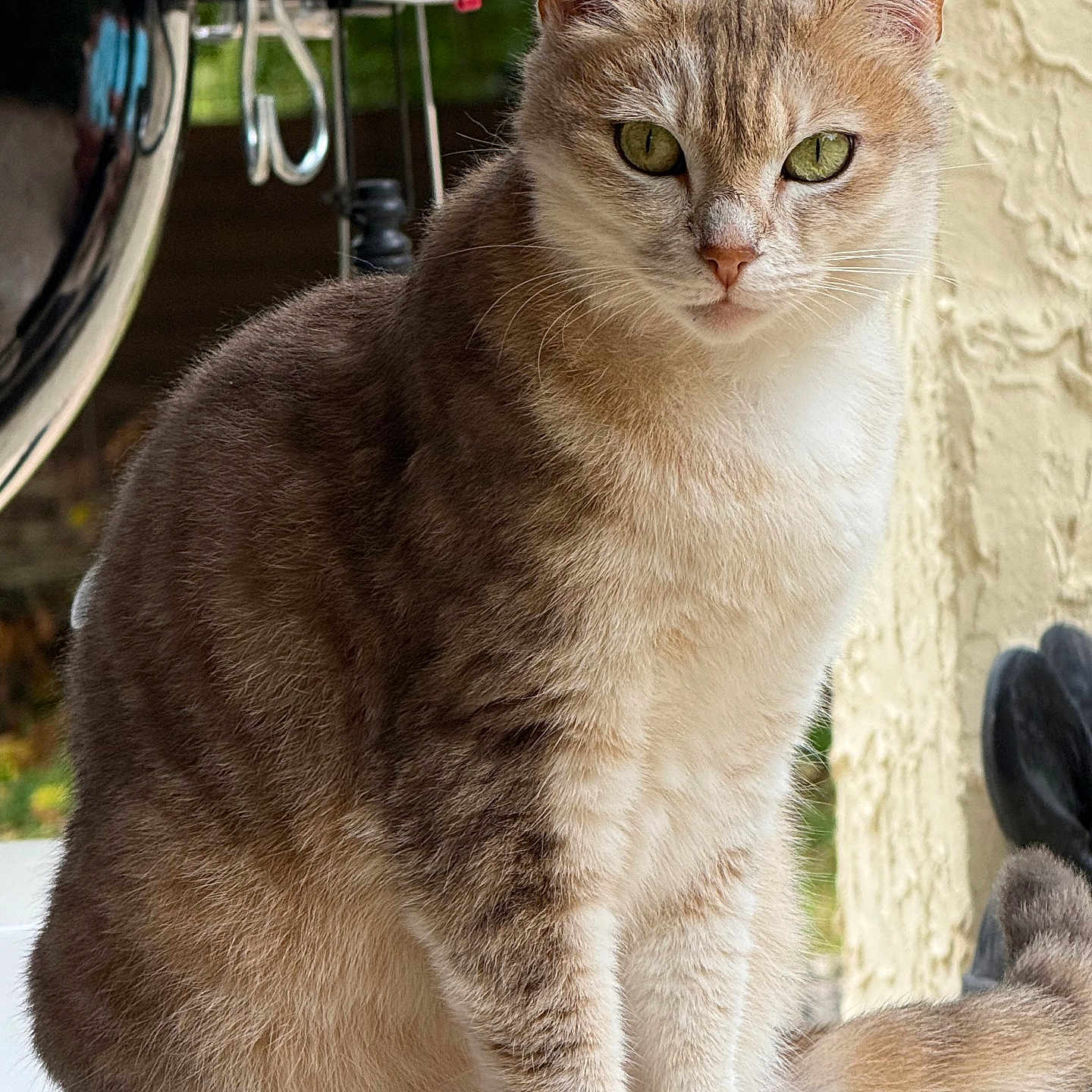 Nala participe au concours pour gagner de l'argent avec cette photo : animal, beige, calm, cat, close_up, domestic_cat, ears, feline, fur, gray, green_eyes, looking_at_camera, outdoor, pet, portrait, sitting, soft_fur, tail, texture, whiskers