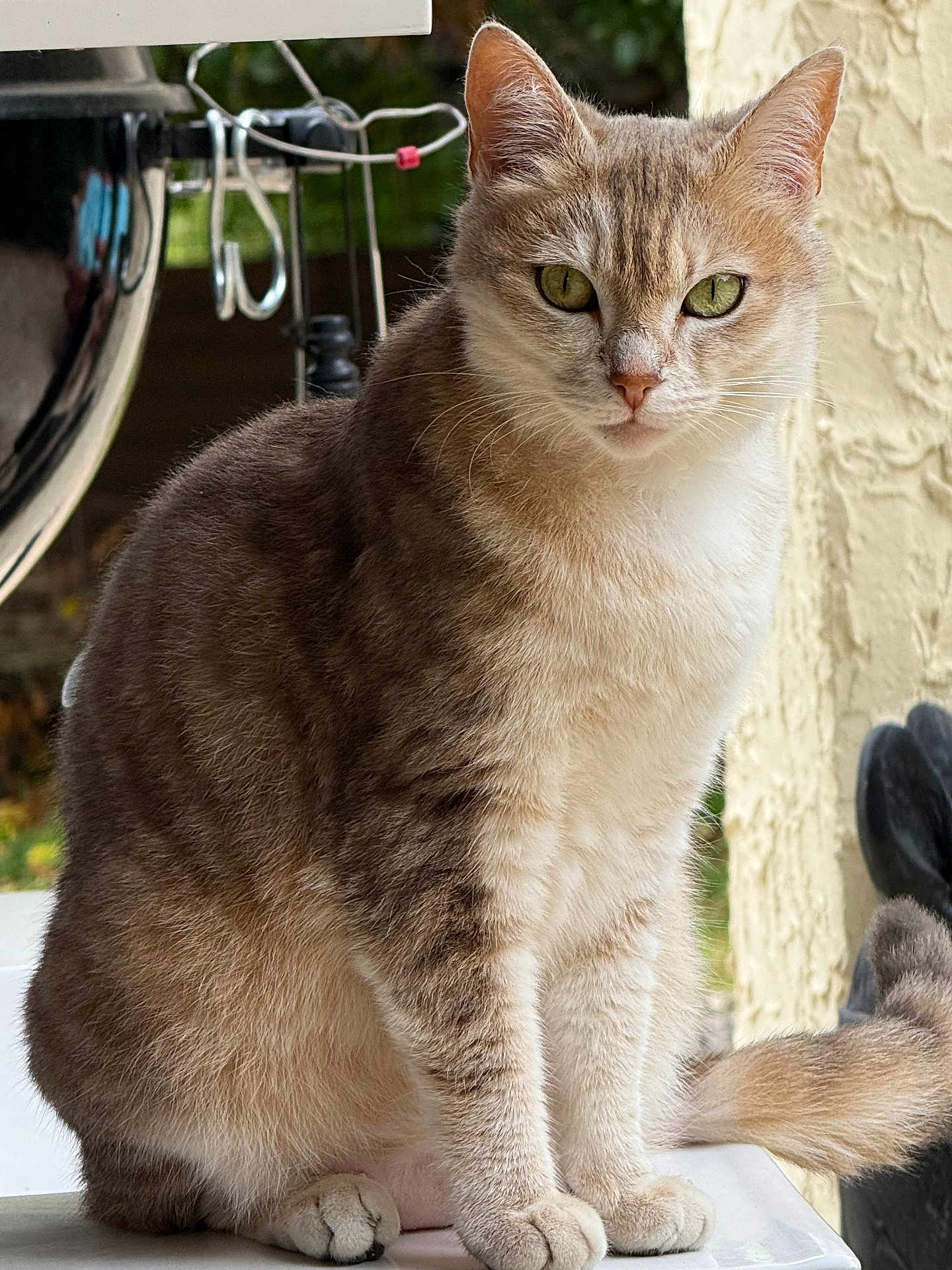 Nala participe au concours pour gagner de l'argent avec cette photo : cat, feline, green_eyes, sitting, fur, beige, gray, whiskers, ears, tail, outdoor, pet, animal, portrait, close_up, domestic_cat, soft_fur, calm, looking_at_camera, texture