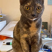 Tilly participe au concours pour gagner de l'argent avec cette photo : cat, tortoiseshell_cat, pet, indoor, notebook, desk, paper, pen, office_supplies, yellow_eyes, sitting, fur, whiskers, ears, face, closeup, curious, animal, domestic_cat, feline