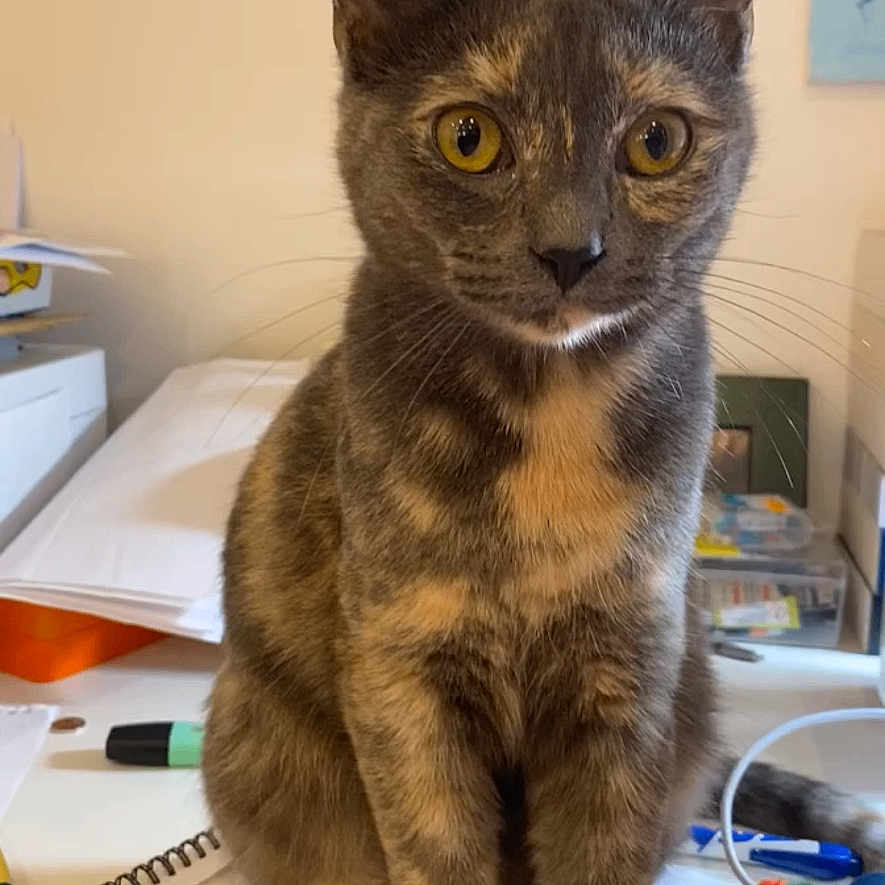 Tilly