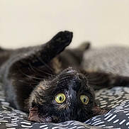Seringue a rejoint le concours — aidez-le/la à gagner de superbes lots ! cat, black_cat, pets, animal, yellow_eyes, lying_down, blanket, pattern, indoor, close_up, fur, whiskers, curious, playful, resting, cute, domestic_animal, soft_texture, paw, relaxed