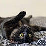 cat, black_cat, pets, animal, yellow_eyes, lying_down, blanket, pattern, indoor, close_up, fur, whiskers, curious, playful, resting, cute, domestic_animal, soft_texture, paw, relaxed