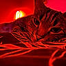 cat, tabby, bed, blanket, lamp, red_light, indoor, animal, pet, feline, closeup, resting, pattern, cozy, relaxed, whiskers, ears, face, sleepy, lighting