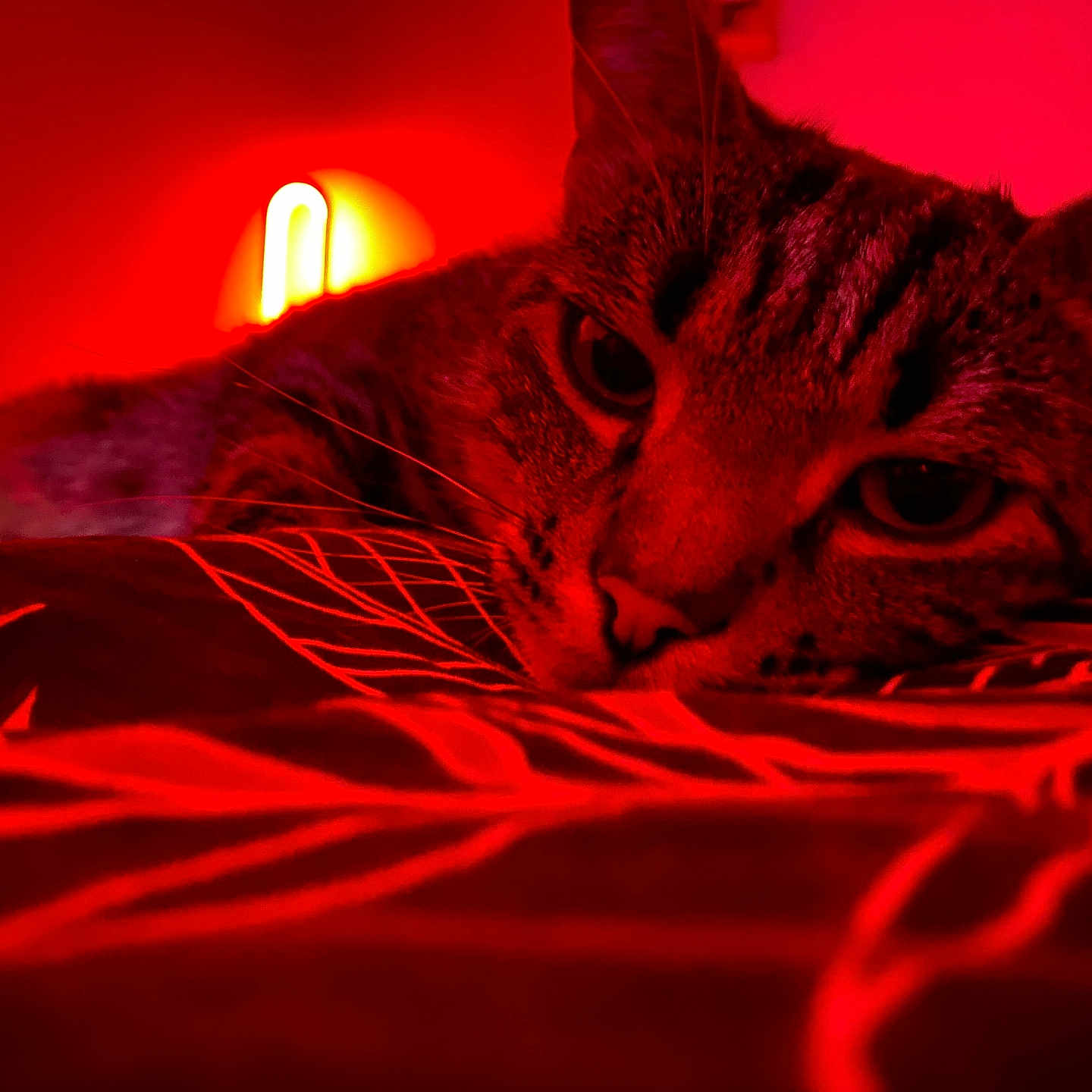 Sushi participe au concours pour gagner de l'argent avec cette photo : animal, bed, blanket, cat, closeup, cozy, ears, face, feline, indoor, lamp, lighting, pattern, pet, red_light, relaxed, resting, sleepy, tabby, whiskers