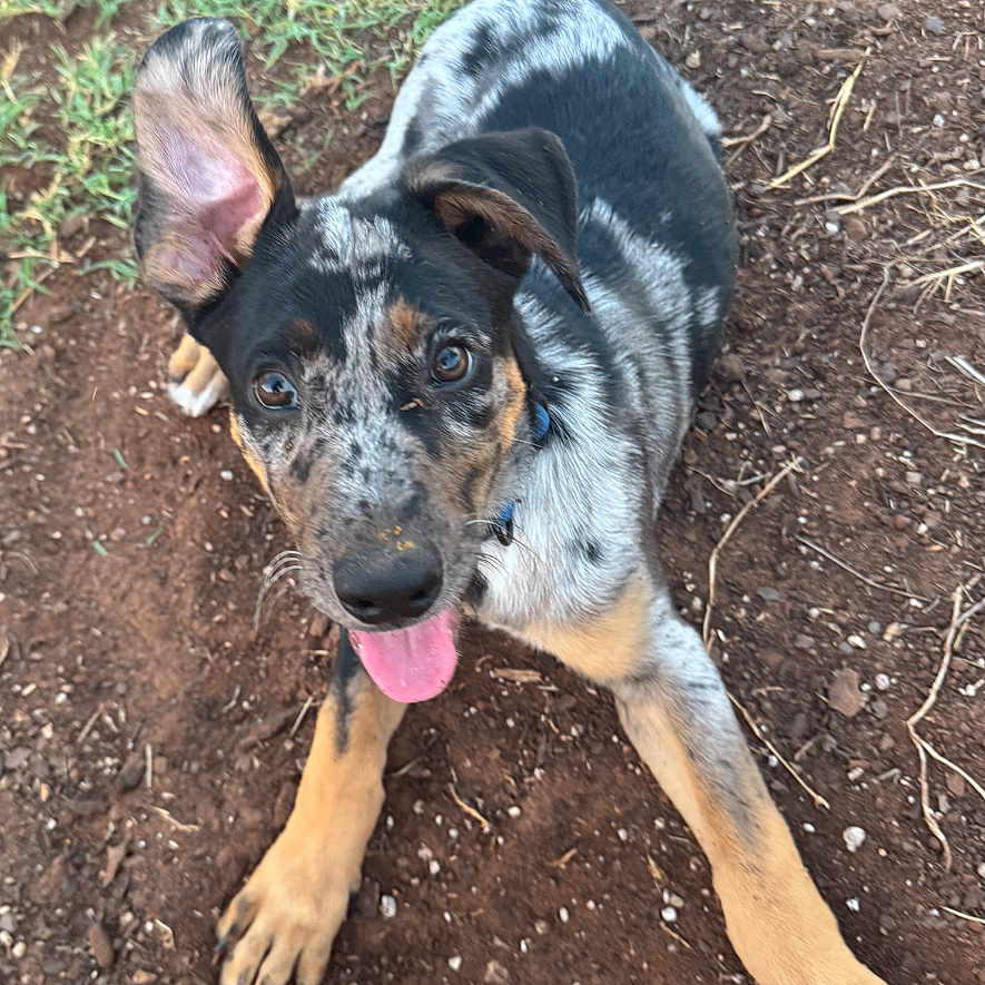 Rufus