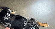 Rufus is registered to the contest to win money with this photo: dog, leash, harness, footwear, sneakers, floor, concrete, resting, indoor, pet, animal, black_and_tan, spotted, side_view, person, walking, metal_structure, red_sign, casual, candid