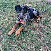 Rufus joined the competition — help win amazing prizes! puppy, dog, grass, outdoor, animal, pet, tongue_out, black_fur, brown_fur, gray_fur, curious, lying_down, backyard, nature, young, canine, playful, summer, sunlight, happy